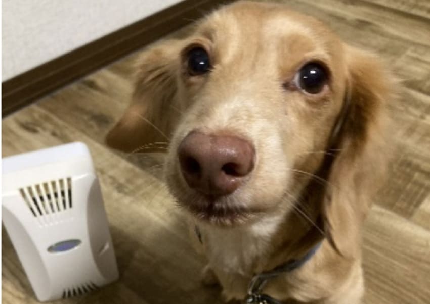 ことらくん 8才