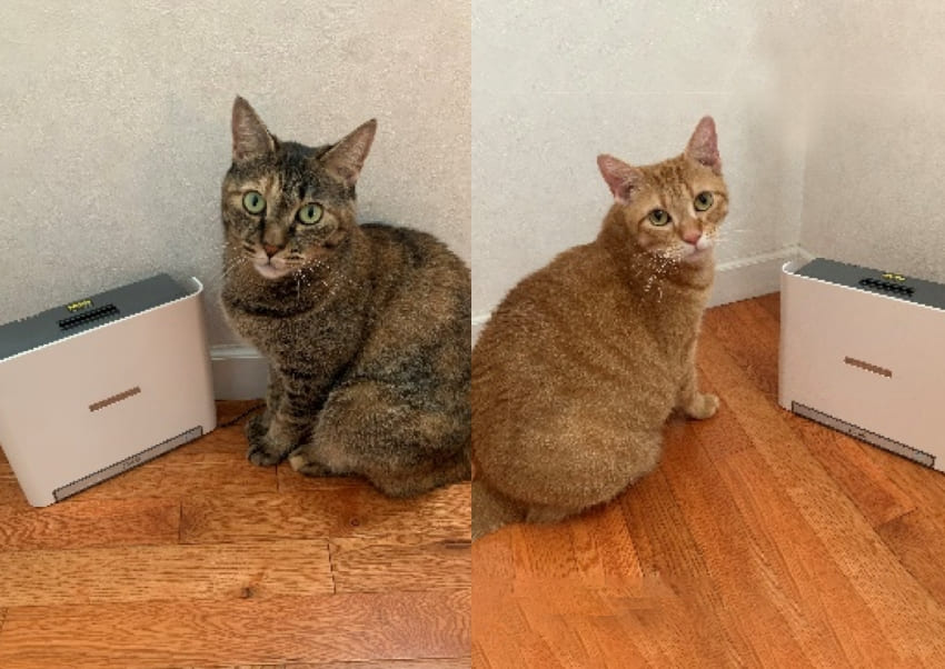 リリーちゃん 6才 ＆ ハニちゃん 5才