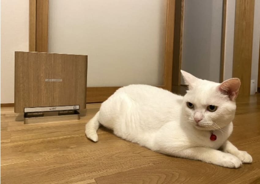 しろちゃん 9才