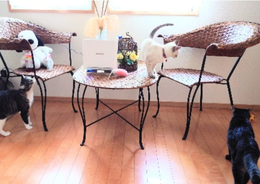 とらじろうくん 13才 ＆ ゆきちくん 1才 ＆ ウメ子ちゃん 0才