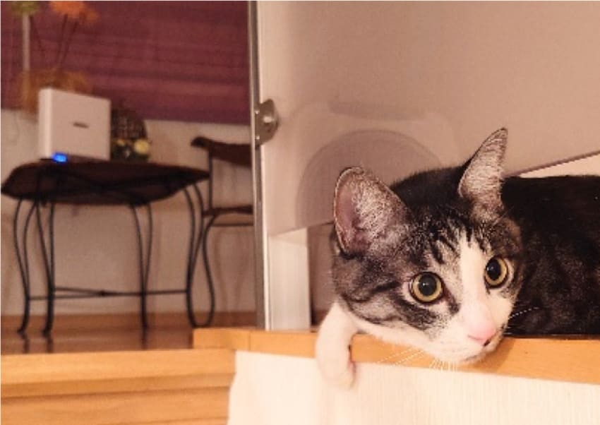 とらじろうくん 13才 ＆ ゆきちくん 1才 ＆ ウメ子ちゃん 0才