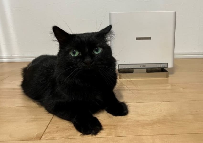 チョコちゃん 3才